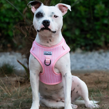 Harnais résistant et ajustable pour chien